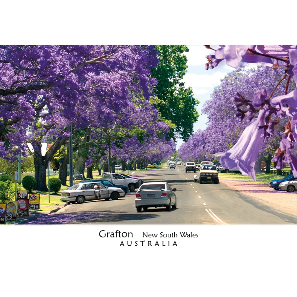 Grafton Jacarandas