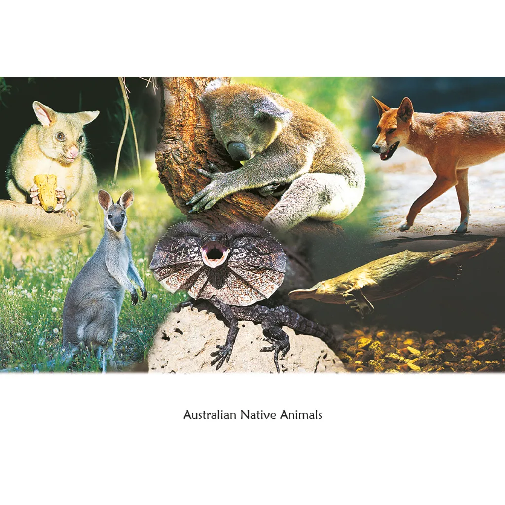 Native Animals