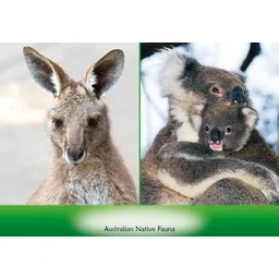 Kangaroo and Koala