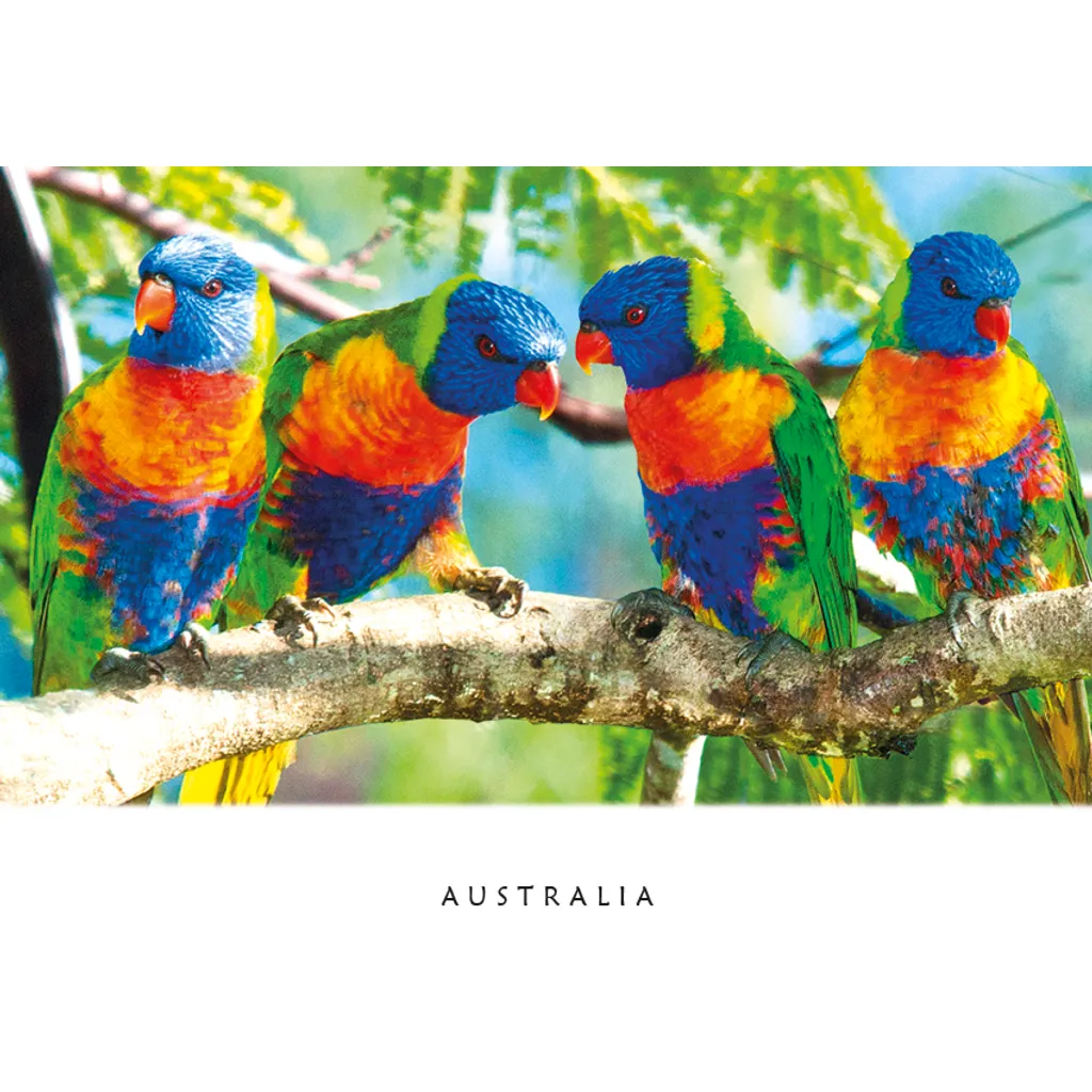 Lorikeets