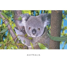 Koala