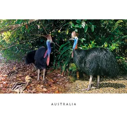 Cassowaries