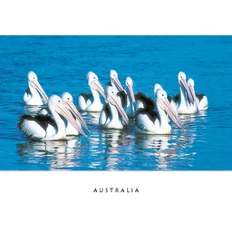 Pelicans floating on water