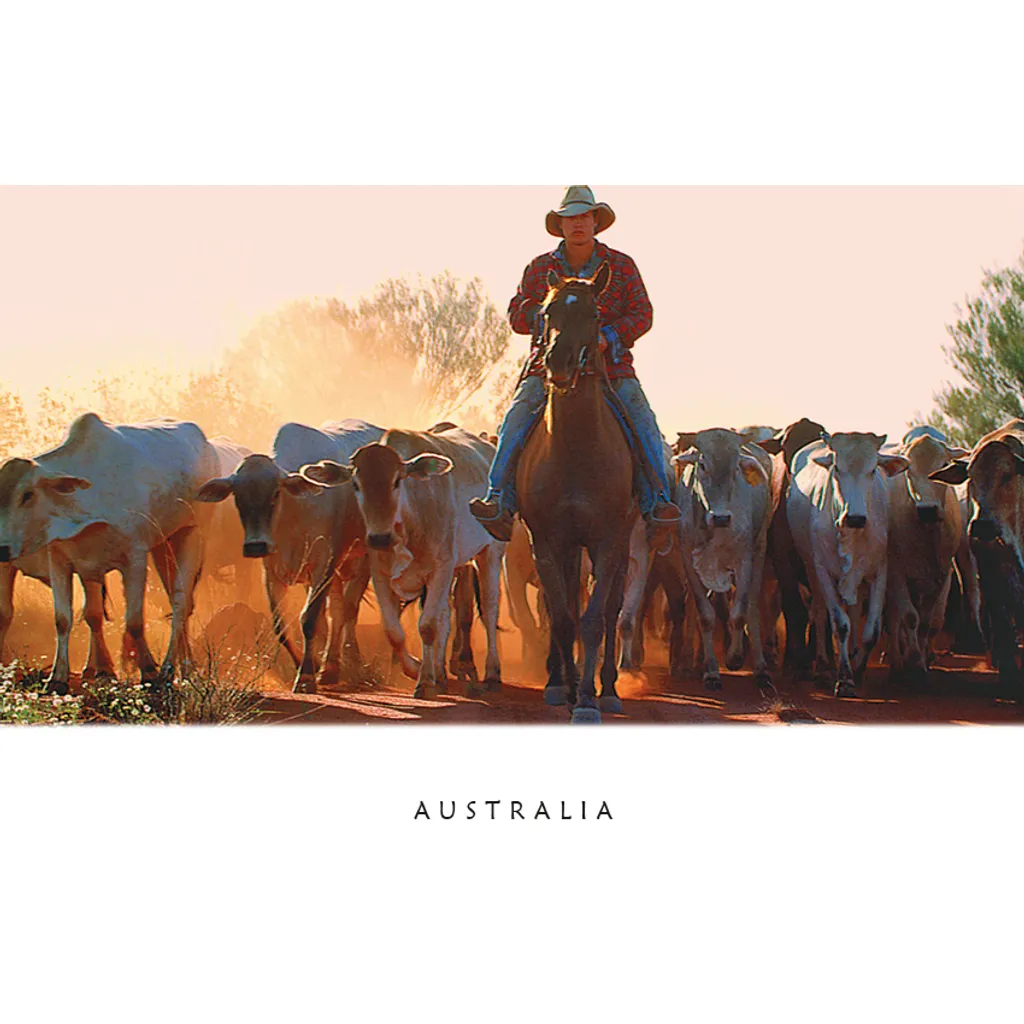 Cattle Mustering