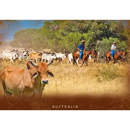 Cattle Mustering