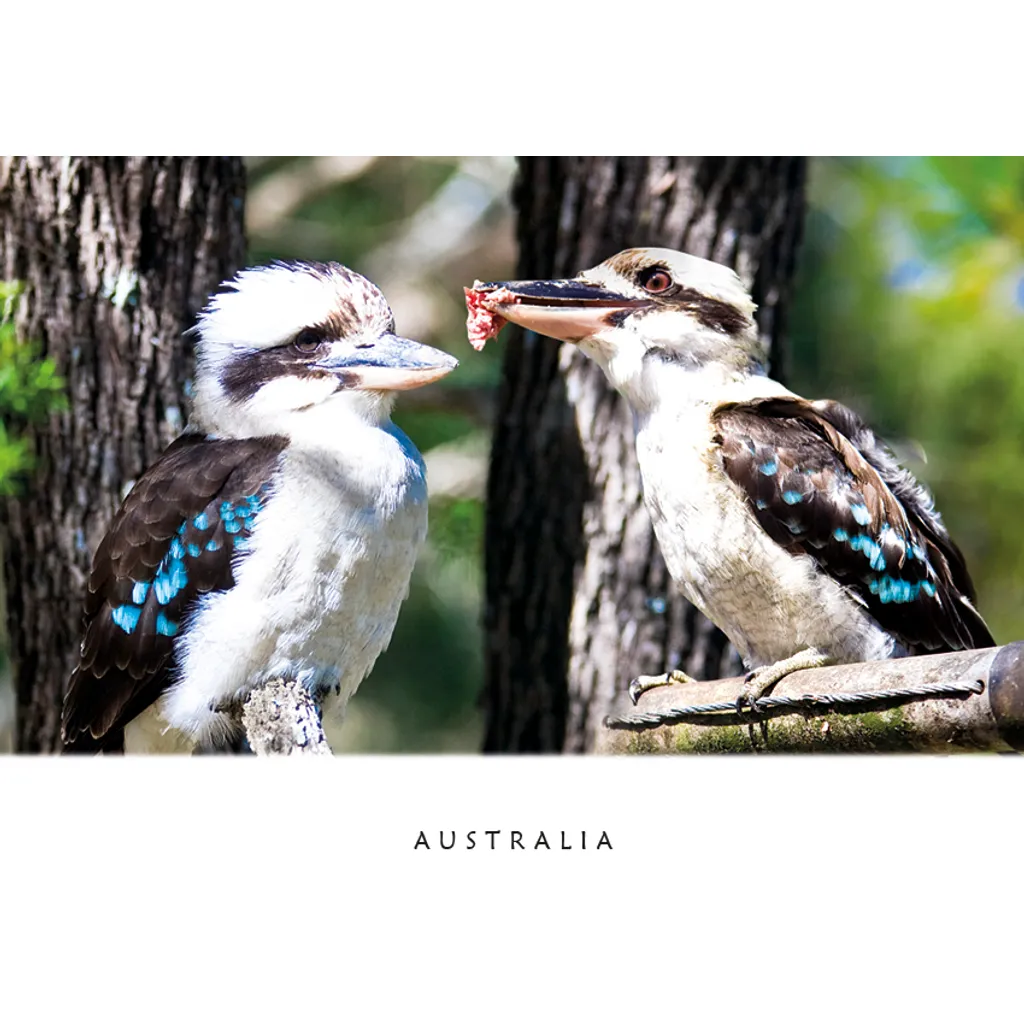 Kookaburras