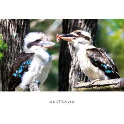 Kookaburras