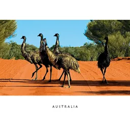 Emus