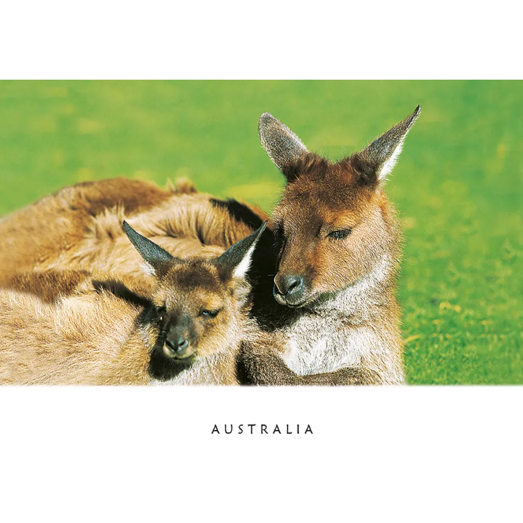 Kangaroo and Joey