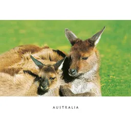 Kangaroo and Joey