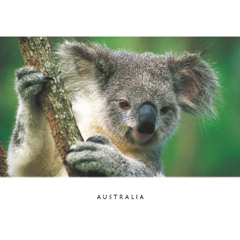 Koala