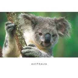 Koala