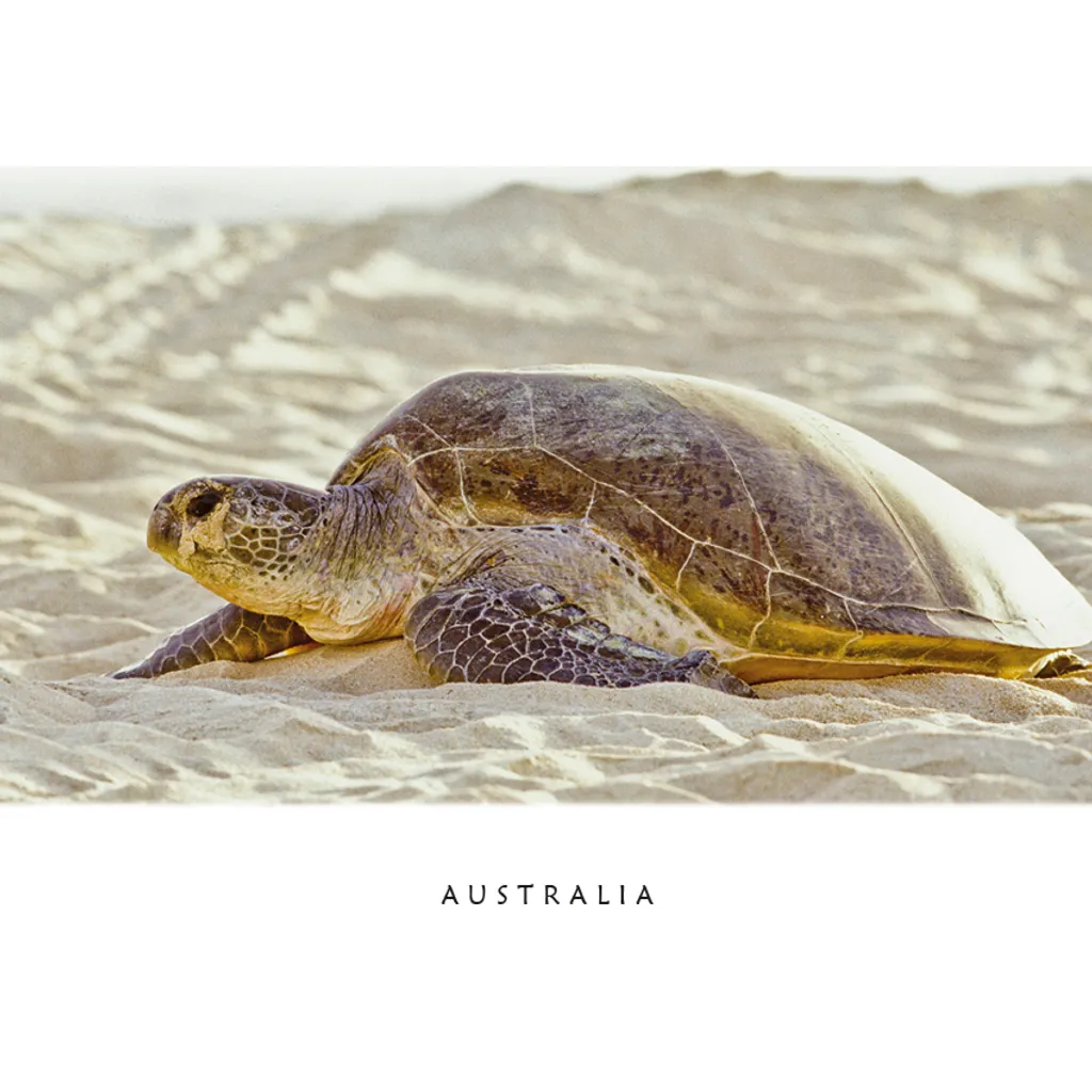 Turtle on Beach