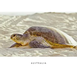 Turtle on Beach