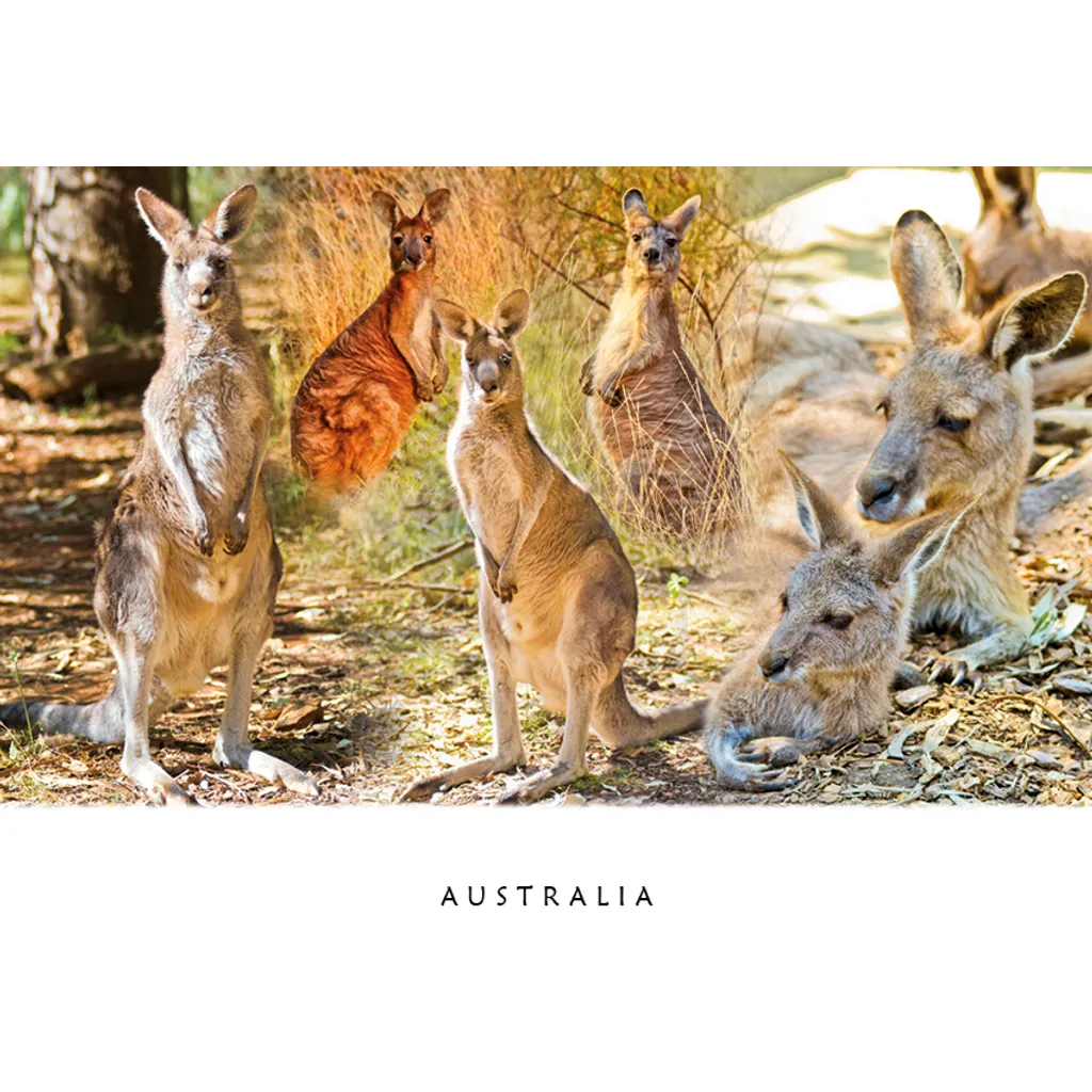 Merged Kangaroos