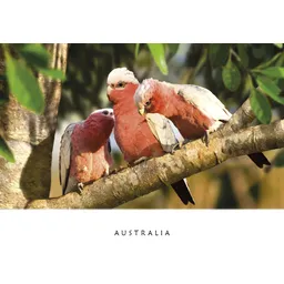 Galahs 