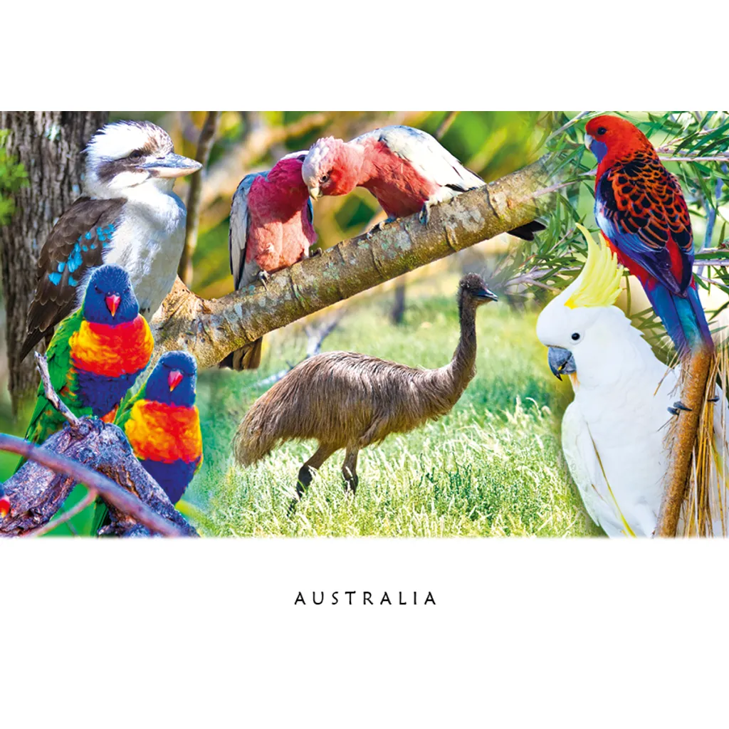 Australian Birds