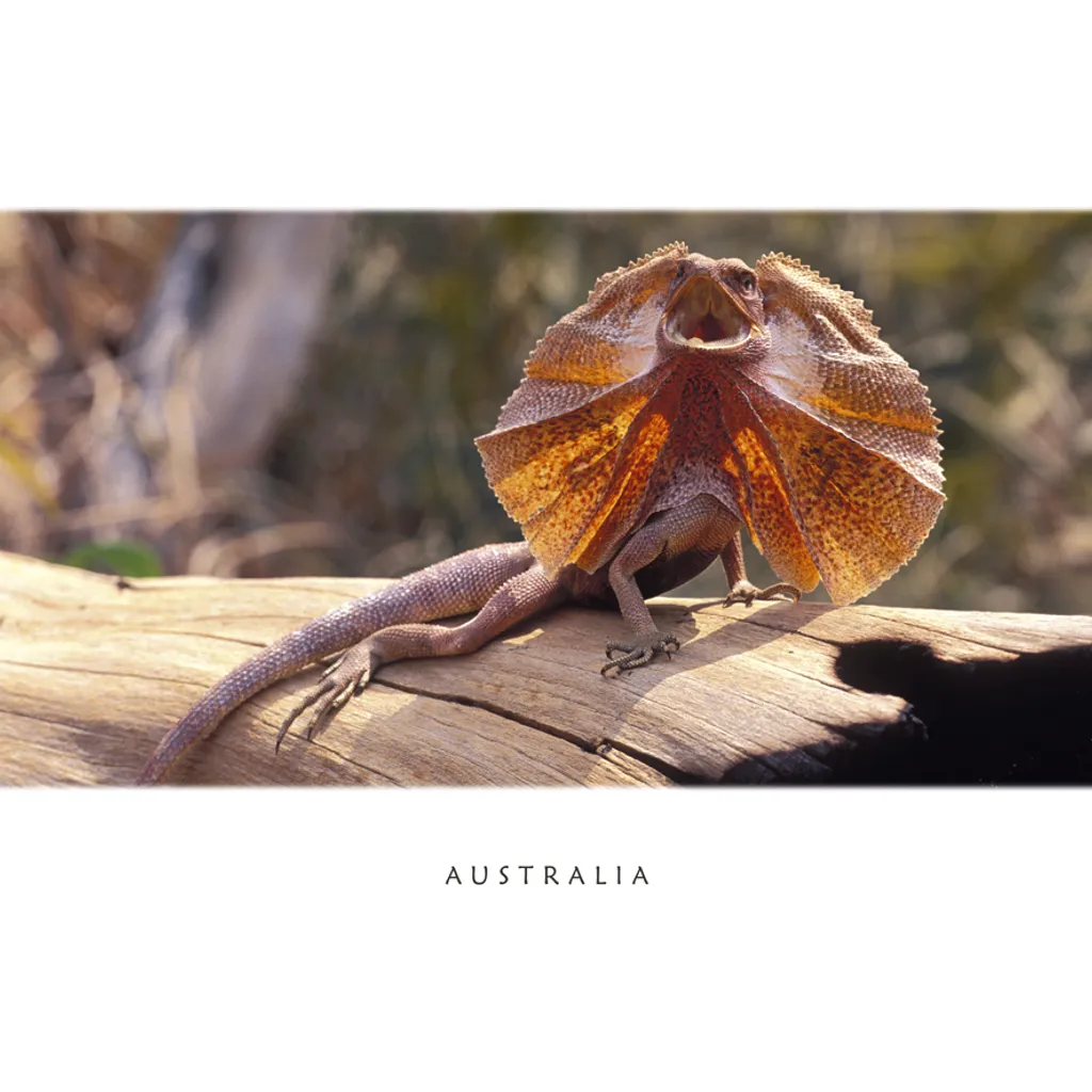 Frilled Neck Lizard