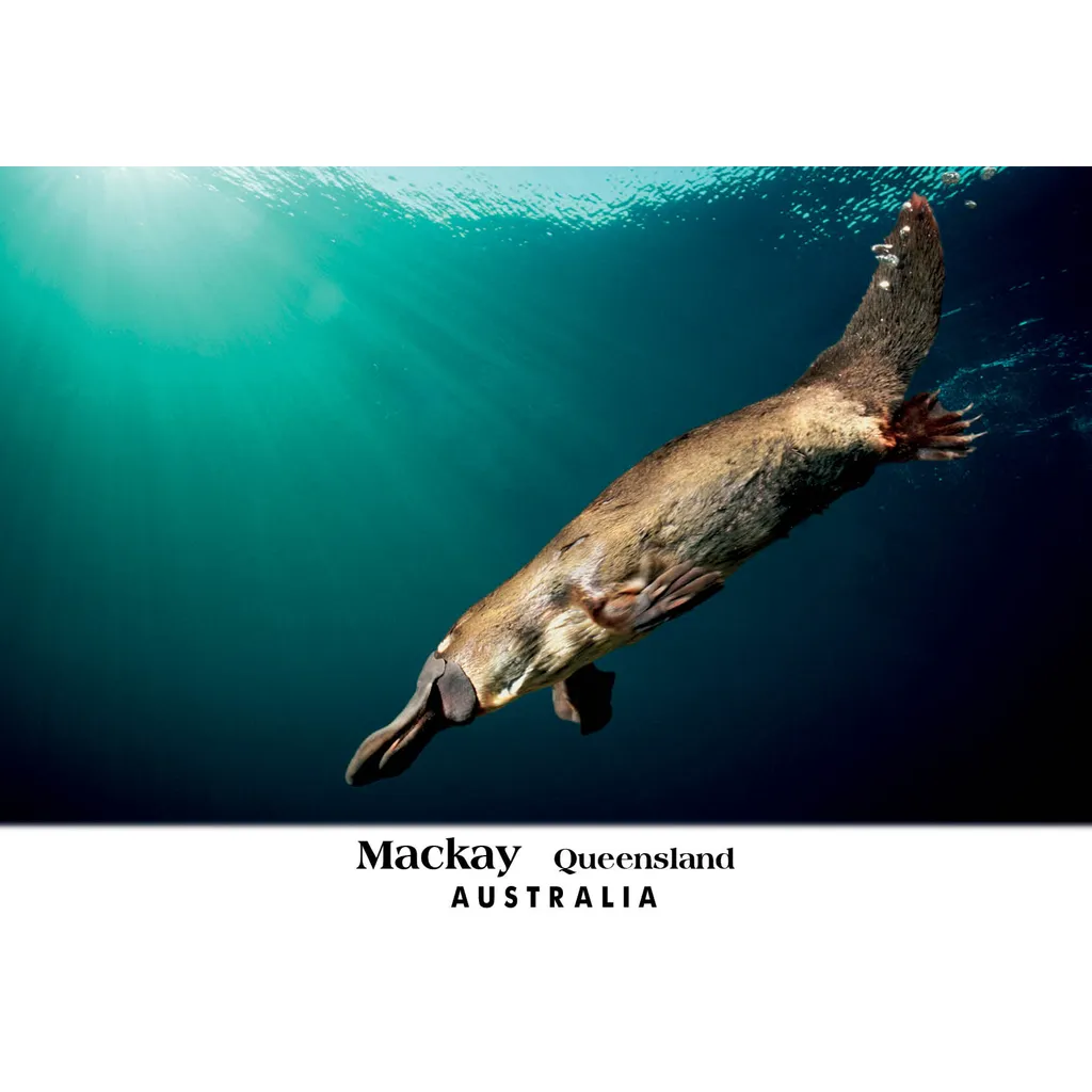 Mackay Platypus