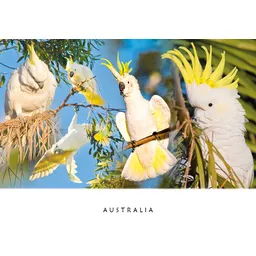 Cockatoo Composite