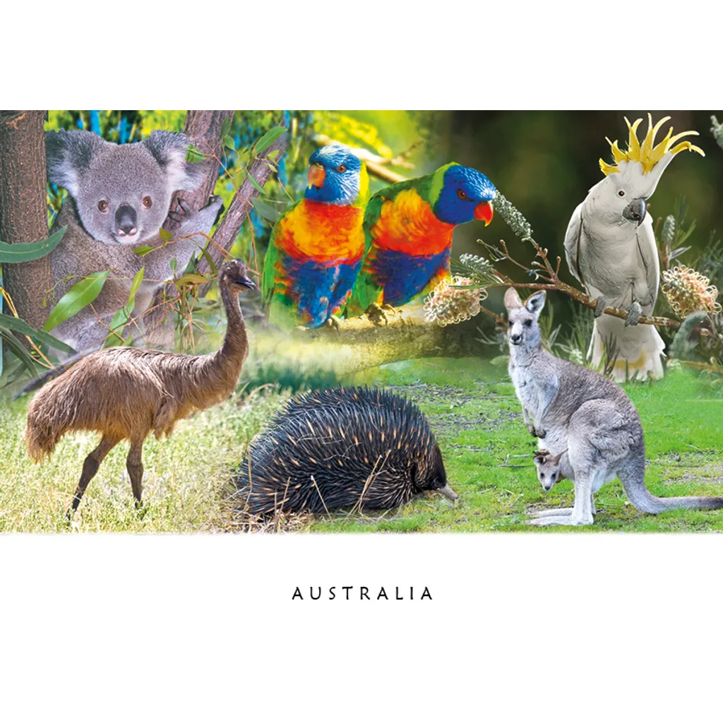 Australian Native Fauna