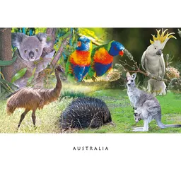 Australian Native Fauna