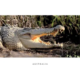 Crocodile