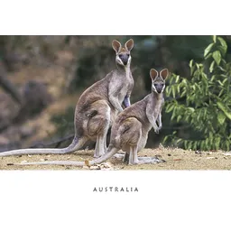 Kangaroos