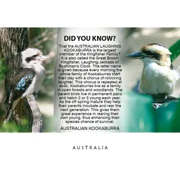 Kookaburra