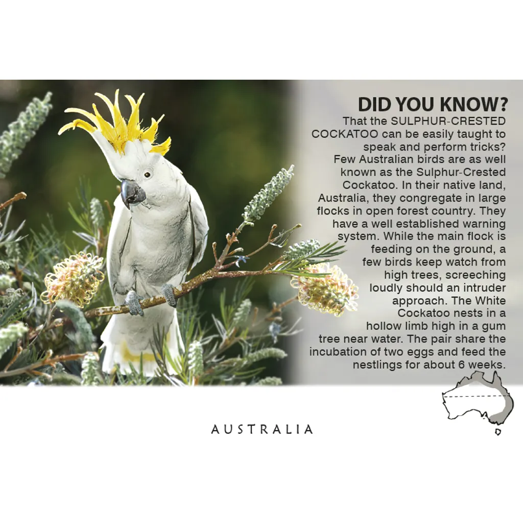 Cockatoo