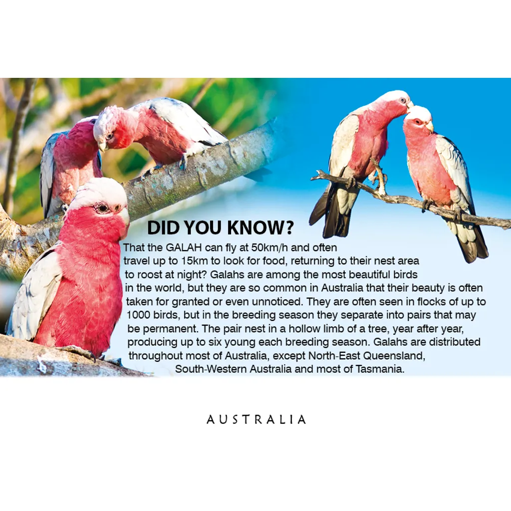 Galah