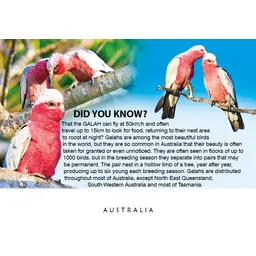 Galah