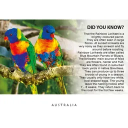 Lorikeets