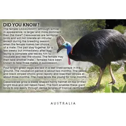 Cassowary