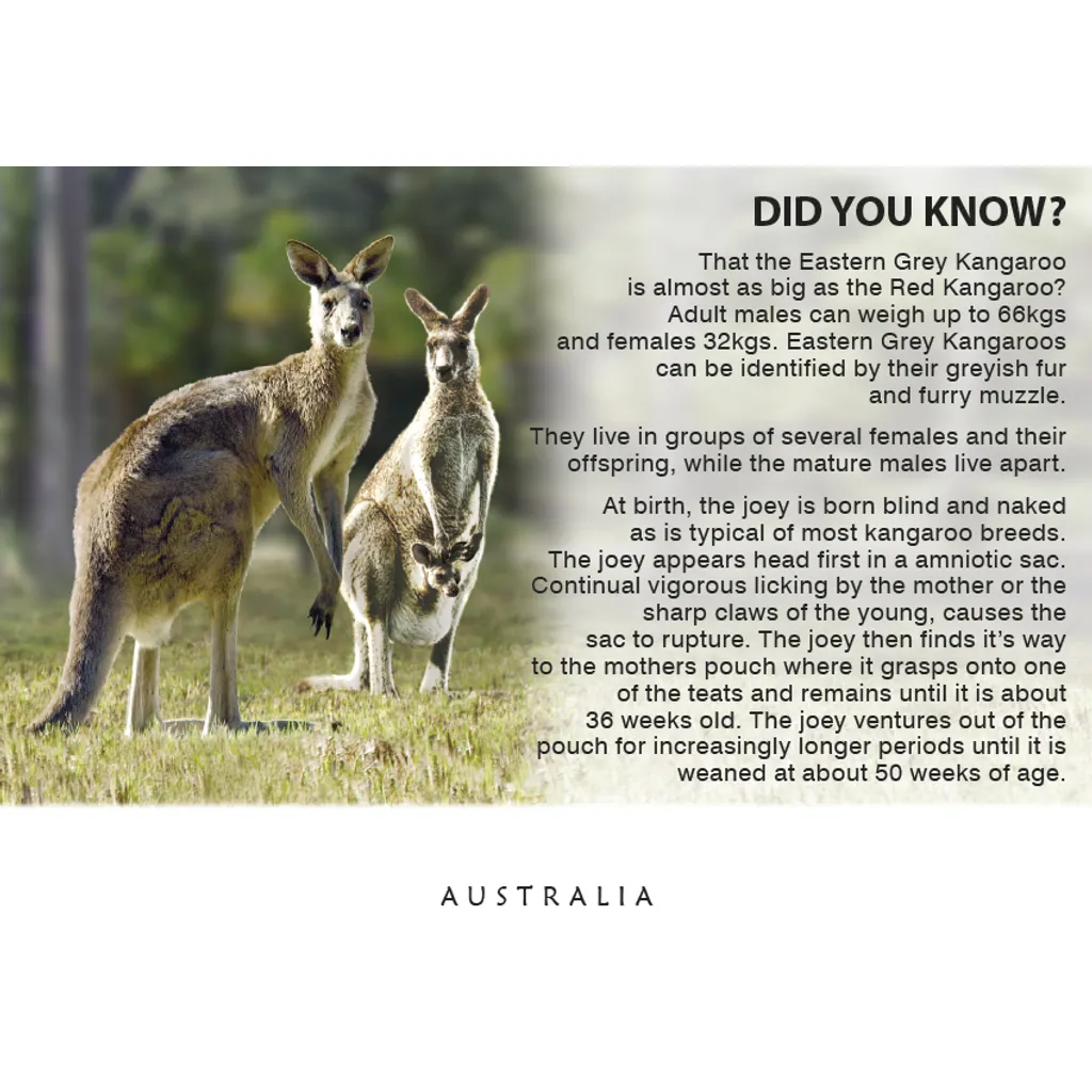 Kangaroos