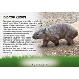 Wombat