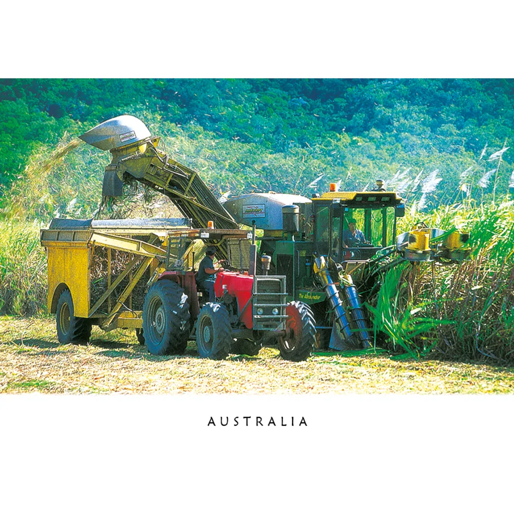 Sugar Cane Harvesting