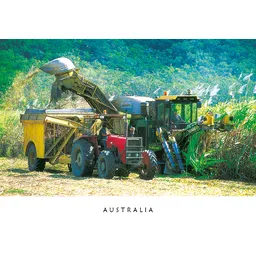 Sugar Cane Harvesting