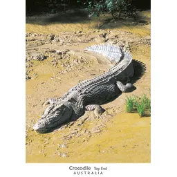 Crocodile