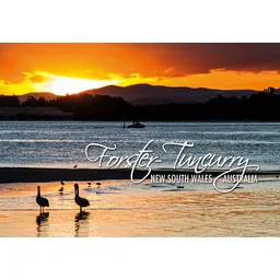 Forster Tuncurry Sunset Pelicans