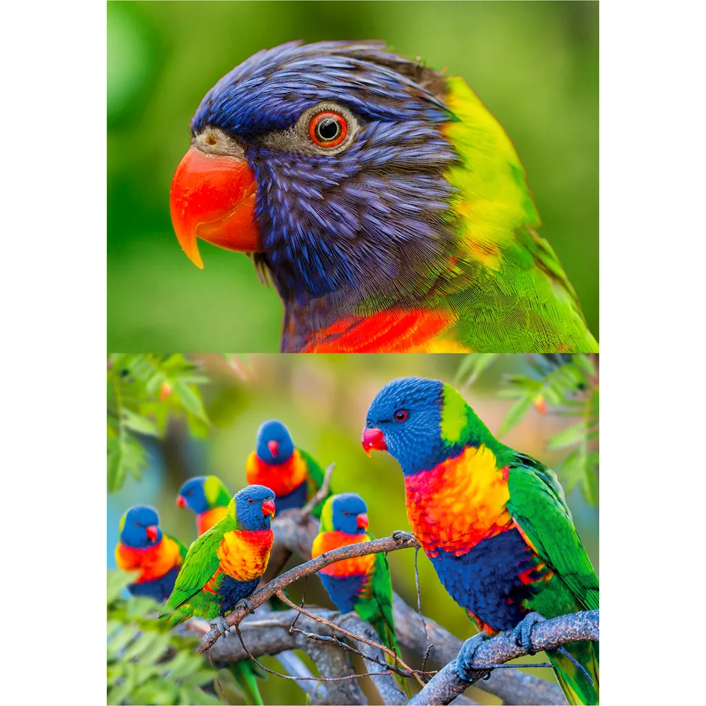 CARD - 3D - Lorikeets