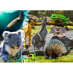 CARD - 3D - Australian Wildlife