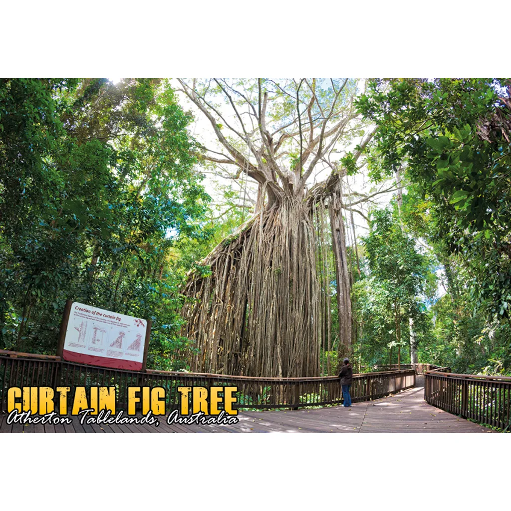 Curtain Fig Tree