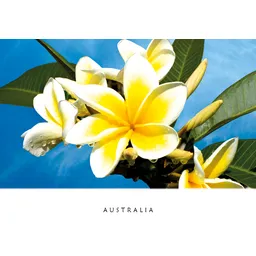 White Frangipani