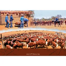 Cattle Mustering