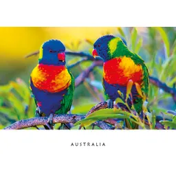 Lorikeets