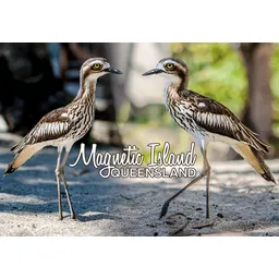 Magnetic Island Curlew