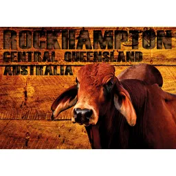 Rockhampton Red Braham Bull