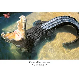 Crocodile