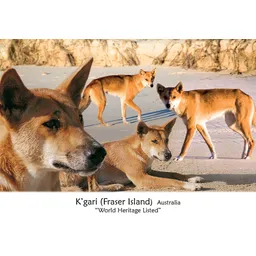 Kgari Fraser Island Dingoes